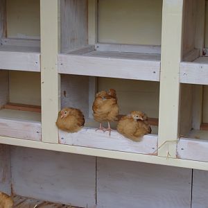 The girls give the laying boxes two wings up.