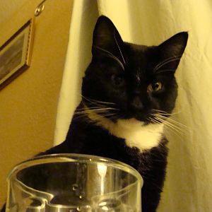 I love my tuxedo cat.