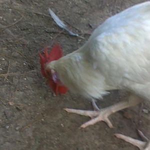 my 3/12 purple ear Roo, his sire roo is from a Black Copper Marans on Buff Orpington and the hen he's out of is a pure White Leghorn.