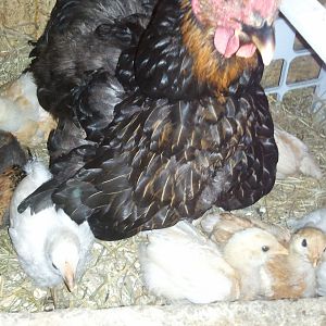 clutch of 20, 11 hatched, 9 survivors
Roo-EE
Hens-RIR, EE, BR