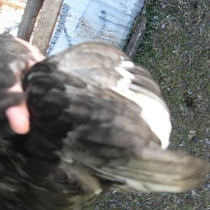 Its a bbs whatever it is