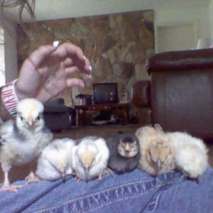 tiny babies(:
blade(rooster), angel(r.i.p.), carl(rooster), steve(hen), camel(hen), igor(r.i.p.)