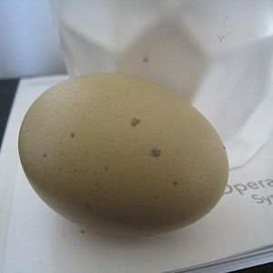 LaVerns's speckled egg.