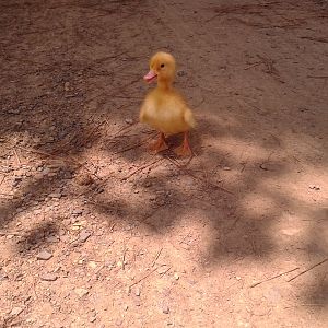 baby ducky that we thought was a chicken egg when we got it(: i need a name for her(: