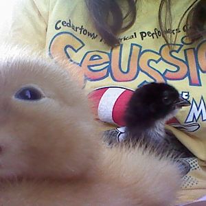 baby ducky and her sister squishy(: