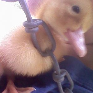 baby ducky(: