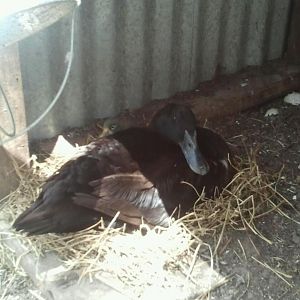 Caya and baby 6/20/12