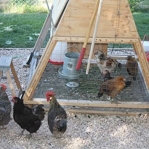 "And who are you?" says Phoenix,Gertrude(Middle) and Pete. Yes Pete is a hen