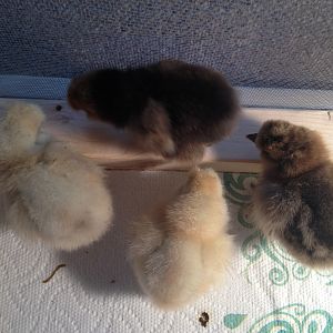 Silkie chicks