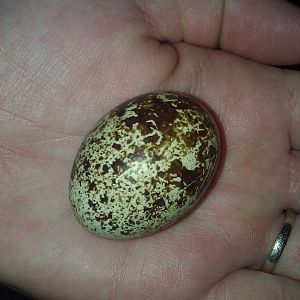 Jumbo Jumbo Quail egg ^o^ it was a double yoked egg, and I've gotten 4 so far ^o^