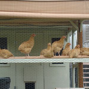 The girls are taking a chicken break.