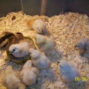 Day after they hatched! :)