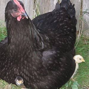 Juno the Jersey Giant with her two bantam chicks peeking out!
