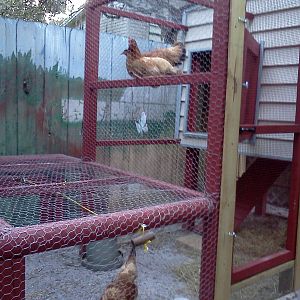Heres the finished result, happy birds on the new roost. They seem to like the outdoor roosts better then the ones in the coop we installed.