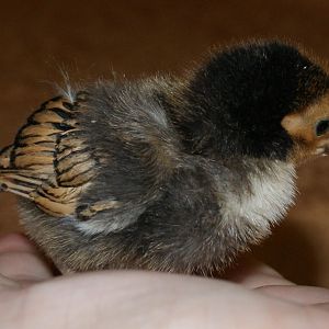 Our adorable little golden seabright bantam chick turned out to be the most beautiful bird of the group.  When we got her she was completely gray with a little touch of orange on top of her head.