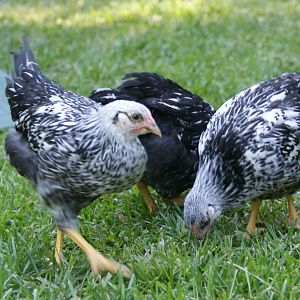Our silver laced wyandottes.