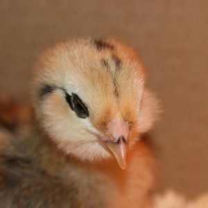 Another of our Americauna chicks.
