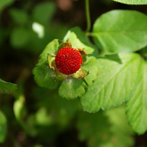 We have wild strawberries in our yard and the chicks just love them!