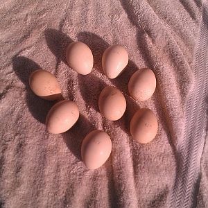 Eggs shipped to Seabreeze