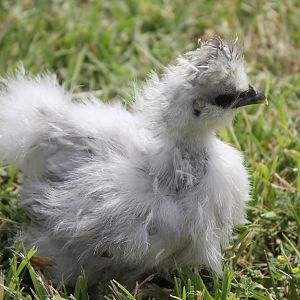 Chick B (cull)
5 weeks