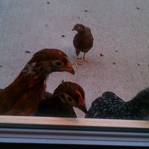 The girls wanting to come in...sooo cute!