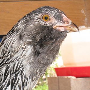 Squattie.  Ritchie,  Whatever.  :)  Columbian pattern EE, pretty girl!