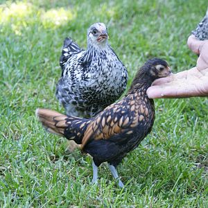 The bantam eating from my husband's hand is the golden seabright.  She is a gorgeous pullet now! He got hens for eggs and I got pets (bantams), lol!  The other birds are sliver laced wyandottes.