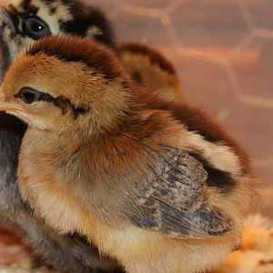 An Americauna chick in the front and a silver laced wyandotte next to it.  there's another americauna chick in the back.