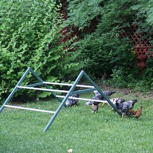Our chickens checking out their new roosting playground.