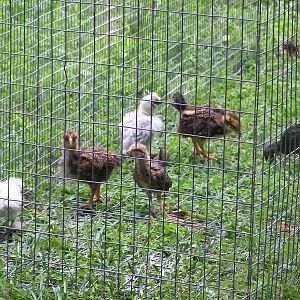 This is them in their cage, enjoying the outdoors for the first time.