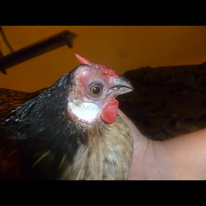 ethel