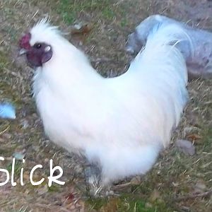 he is are silky roster