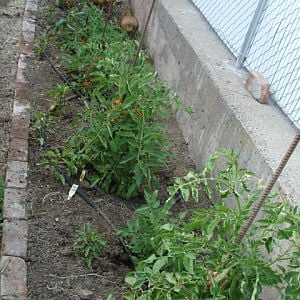 tomatoes, peppers and chickens