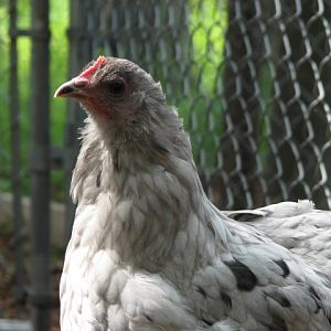 splash marans pullet