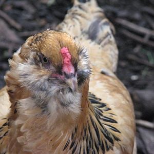 EE hen- missing fluff due to beard plucker in flock.