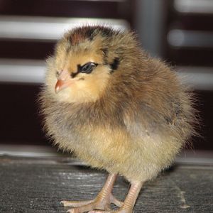 look at the cheeks...