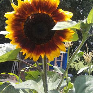 sunflower from the garden