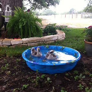 Lucy and Elly enjoying their pool. (1 month old)