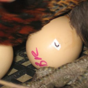 Pipping egg under broody