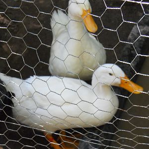 Nipper (front, female); Ping (back, male).
Pekin ducks. LOVE their sled-pond. [Refilled daily by Jim!]