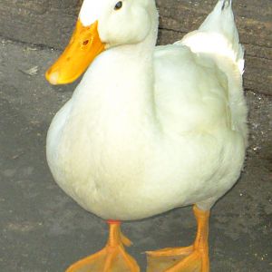 What's an Aflac?  ⊙.⊙