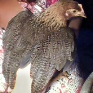 this is Tilly, my 2 1/2 month old baby, she's a Welsummer Pullet..she likes to cuddle with me at night..but as I can't live in the coop with her I just tuck her in around 8:30 in her nesting box and she goes right to sleep :) — at City of Saint Croix Falls Wisconsin.