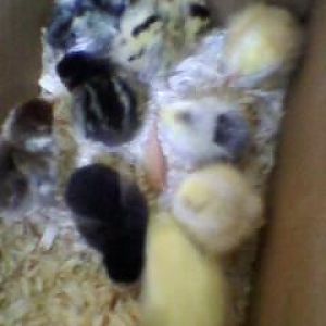 they've arrived!! 2 weeks ago the new babies :)