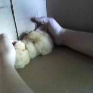 Our first set of chicks. Baby Buff Orpingtons. ):