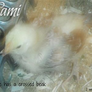 i'm taking extra alone time with her to make sure she eats and gets plenty of fluids..she's doing fine