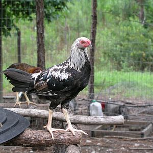 silver cockerel