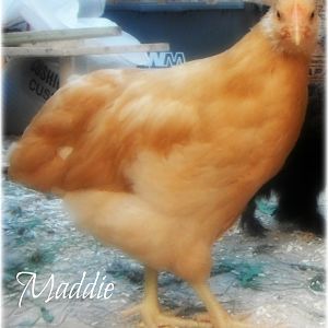 New Hampshire Red Pullet - 2 months