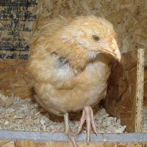 This is my Buff Orpington Goldielocks born April 30th 2012.  She is the sweetest, smartest one in my flock.  She loves to be held, knows her name, comes when called and tries to climb on my shoulder like a parrot! She also "mothered" Annabell my little Ancuna who sadly passed away.