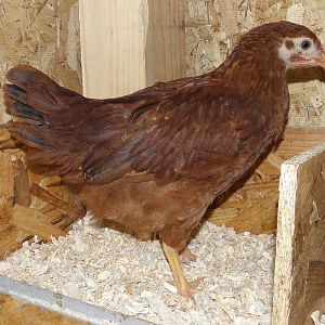Here is Red Riding Hood yes she is a Rhode Island Red DOB March 23, 2012 she is named after Red from ABC "Once Upon A Time" and is the leader of the pack.  Red is pretty friendly and doesn't mind being handled.