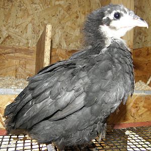 And here is little Shelia she is my Black Australorp hence the name for our Aussie friends.  She is a little sweetheart, likes to be held, is very quiet and gentle. Shelia was also born April 30, 2012